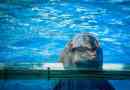 Delfin afalina